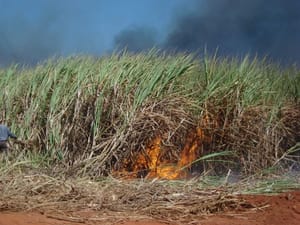 Homem é preso em flagrante por incêndio em plantação de cana em Castilho