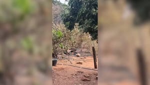 Mãe e filho morrem eletrocutados ao tentar apagar incêndio em sítio de Mirandópolis