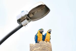 Em Santa Fé do Sul, lei obriga concessionária de energia a adotar medidas de proteção em postes para evitar choques elétricos em araras-canindé