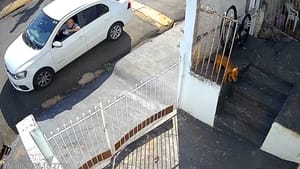 Idoso de 72 anos é preso suspeito de envenenar cães em série em Jales