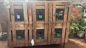 Polícia resgata 14 galos usados em rinhas em Andradina