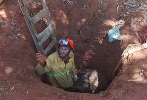 Vaca é resgatada com pá carregadeira após cair em buraco de dois metros em Castilho