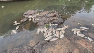 Cetesb e Polícia Ambiental investigam mortandade de peixes no Rio São José dos Dourados em Meridiano