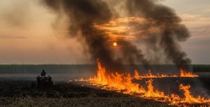 São Paulo registra maior redução de queimadas da história em 2025, aponta Operação SP Sem Fogo