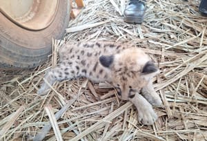 Filhote de onça-parda é resgatado pela Polícia Ambiental em área de canavial em Cardoso