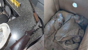 Polícia Ambiental prende homem por caça ilegal e posse de arma na região