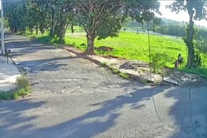 Mulher é multada em R$ 15 mil por abandonar filhotes de cães em Fernandópolis