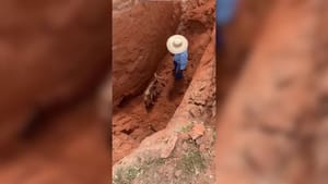 VÍDEO: Bezerra cai em poço de 5 metros em propriedade rural e é resgatada com auxílio de retroescavadeira