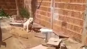 Pit bull é encontrado amarrado ao sol e morre após denúncia de maus-tratos em São José do Rio Preto
