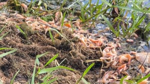 Camarões aparecem mortos às margens do Ribeirão Ponte Pensa, em Três Fronteiras