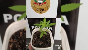 Polícia Civil apreende pé de maconha durante cumprimento de mandado em Santa Fé do Sul