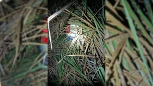 Caminhonete furtada em Jales é encontrada em canavial na zona rural de Pontalinda