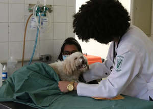 Exercício ilegal da medicina veterinária passa a ser crime com pena de até 2 anos de detenção