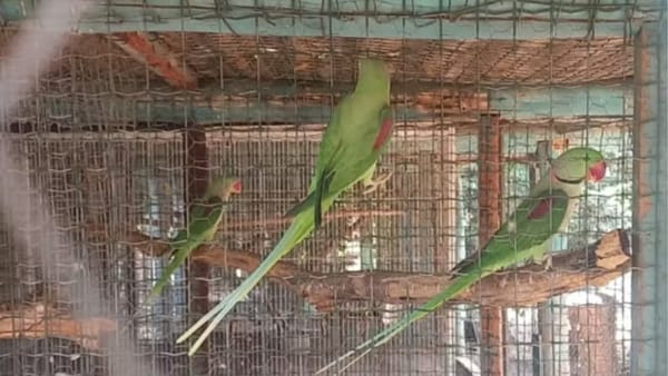 Criador é multado em R$ 133 mil após manter 655 aves exóticas irregularmente em Jales
