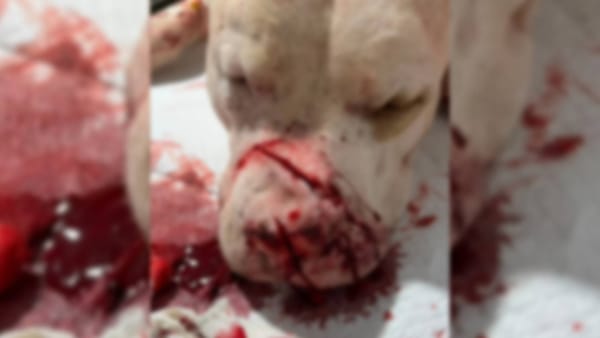 Cachorro é esfaqueado dentro de residência em Santa Salete