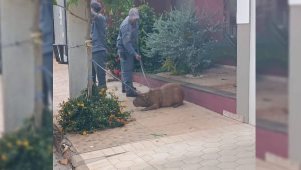 VÍDEO: Capivara é capturada após circular pelo Centro de Santa Fé do Sul